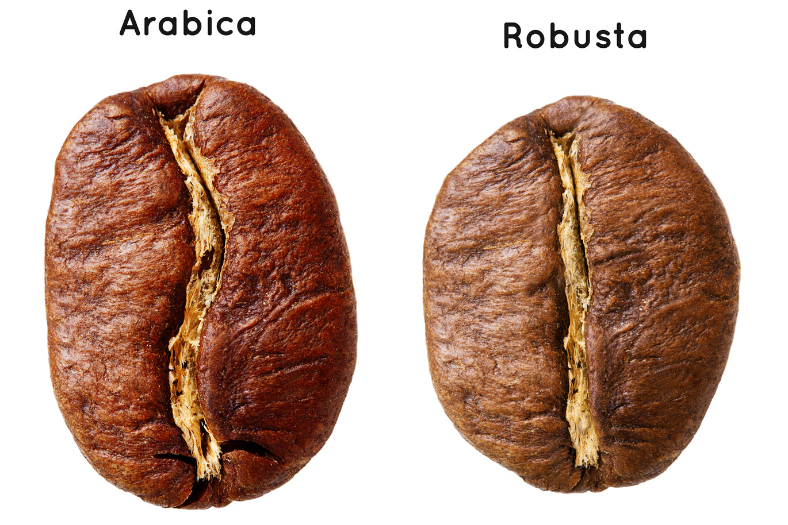 cà phê arabica và robusta việt nam