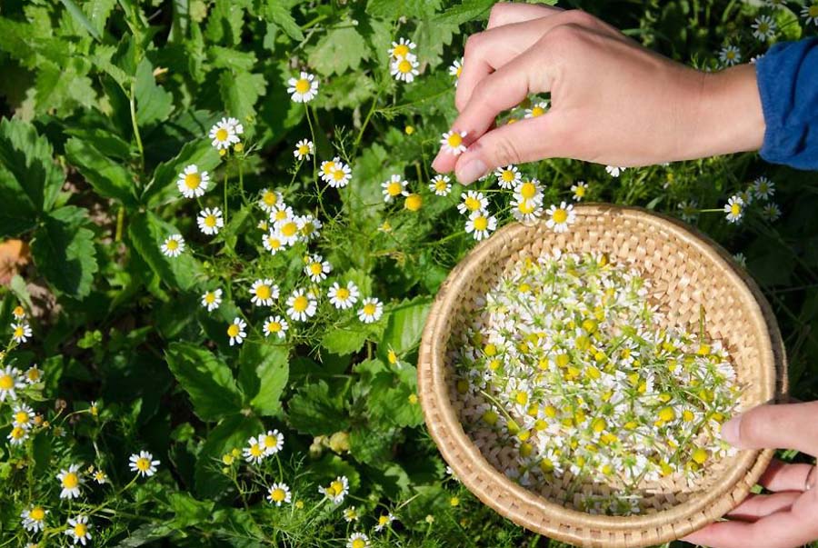 gentle summer herbal products