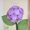 Tranh Hoa Giấy Handmade Trang Trí - Hoa Cẩm Tú Cầu MAYPAPERFLOWER Khung Tranh Gỗ Size 15 x 20cm