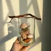 The Flying Jellyfish Jar is a creatively shaped seashell jar, a mesmerizing DIY artwork in glass, bringing the ocean home - a perfect artistic decoration and gift for her.
