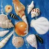 Khung tranh nghệ thuật từ vỏ ốc biển, tái hiện không gian biển khơi sinh động - món quà tân gia độc đáo, quà lưu niệm đậm chất Việt Nam.