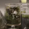 Bồn cảnh thủy tinh Terrarium mang đến góc thiên nhiên thu nhỏ sinh động, dễ chăm sóc, thích hợp làm quà sinh nhật hay quà lưu niệm Việt Nam.Bồn cảnh thủy tinh Terrarium mang đến góc thiên nhiên thu nhỏ sinh động, dễ chăm sóc, thích hợp làm quà sinh nhật hay quà lưu niệm Việt Nam.