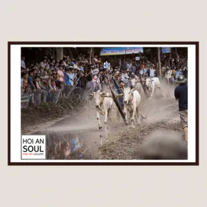 “cow race” photograph, photo of the famous seven-mountain festival of the khmer people, printed on premium baryta paper