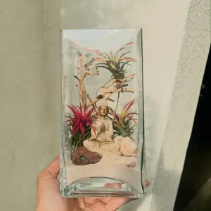 Cây không khí Tượng Phật mang đến sự bình yên cho góc phòng, dễ chăm sóc và thích hợp làm quà tặng phong thủy hay quà lưu niệm Việt Nam.