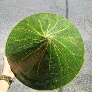 The handmade lotus leaf conical hat painted with flowers showcases Vietnam’s gentle charm and makes a meaningful souvenir gift.