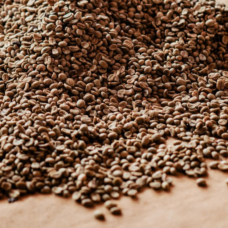 Cà phê Arabica 1 – cà phê sạch nguyên chất 100% từ Măng Đen, đậm vị quế & cam thảo, món quà tinh tế mang đậm hương vị cà phê Việt.