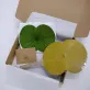 Hộp quà "Thanh Hạm" – set quà quạt lá sen và túi tote lá sen với dáng sen thanh tao trong hồ, quà lưu niệm Việt Nam tinh tế, món quà ý nghĩa cho người nước ngoài.