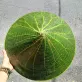 The handmade lotus leaf conical hat painted with flowers showcases Vietnam’s gentle charm and makes a meaningful souvenir gift.