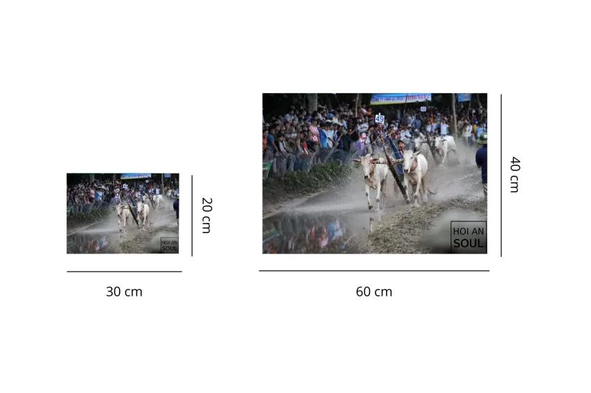 “Cow Race” Photograph, Photo Of The Famous Seven-Mountain Festival Of The Khmer People, Printed On Premium Baryta Paper