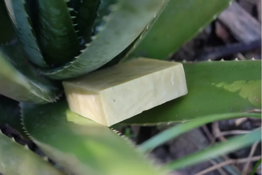 Aloe Vera Soap