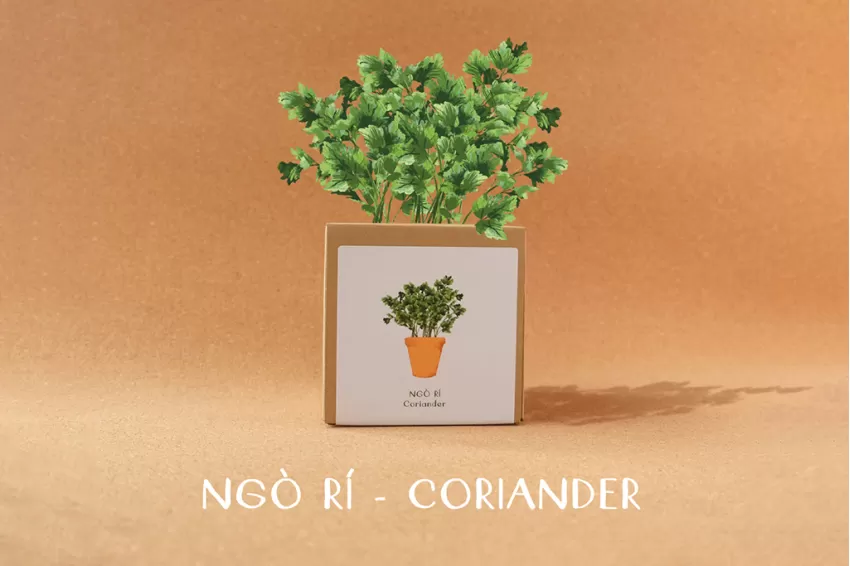 Kiss The Ground Diy Planting Set, Cilantro, Includes Coconut Fiber Pot And Seeds, Eco-Friendly, A Gift For Gardening Enthusiasts