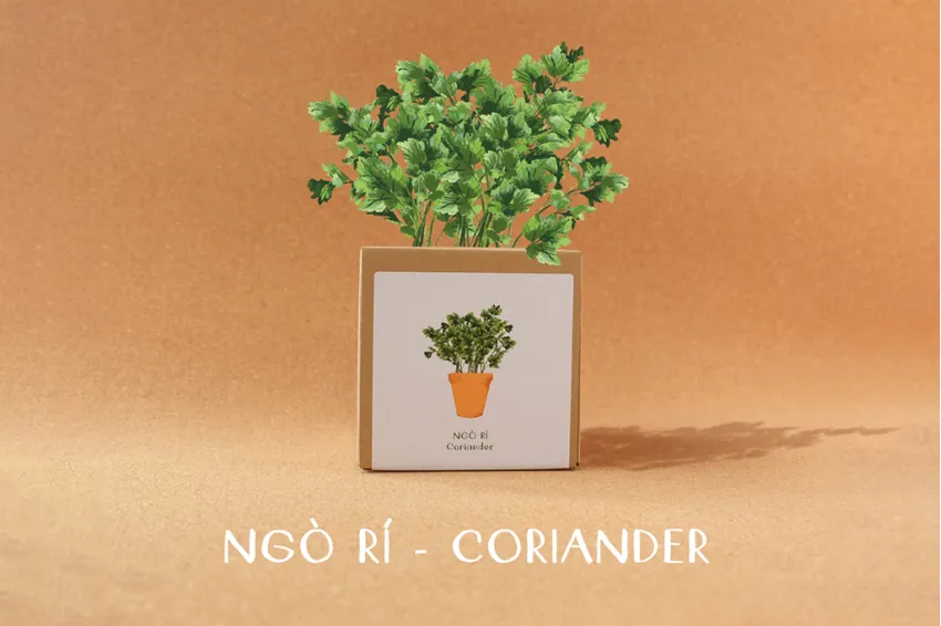 Kiss The Ground Diy Planting Set, Cilantro, Includes Coconut Fiber Pot And Seeds, Eco-Friendly, A Gift For Gardening Enthusiasts Kiss The Ground Diy Planting Set, Cilantro, Includes Coconut Fiber Pot And Seeds, Eco-Friendly, A Gift For Gardening Enthusiasts