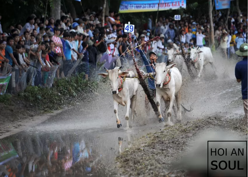 “Cow Race” Photograph, Photo Of The Famous Seven-Mountain Festival Of The Khmer People, Printed On Premium Baryta Paper